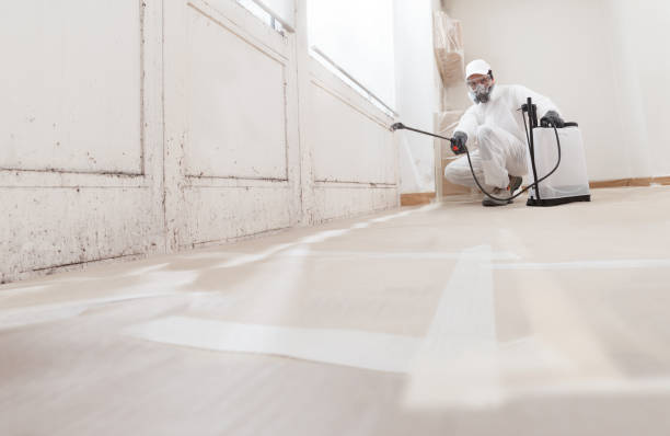 24/7 Emergency Black Mold Remediation experts in Bremerton, WA